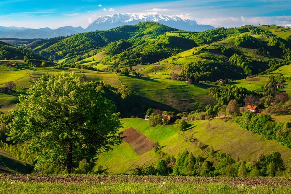 Tavaszi táj zöld erdőkkel a dombokon, Holbav, Románia — Stock Fotó