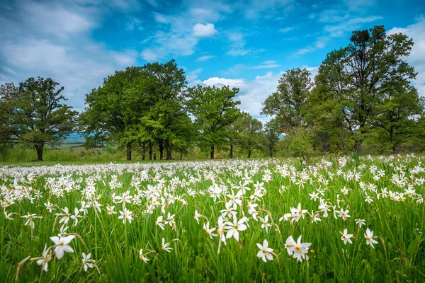 Дивовижний весняний пейзаж і білі нарциси квіти на полях — стокове фото