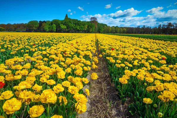 Admirable spring landscape with fresh yellow tulip fields in Netherlands — Stock Photo, Image