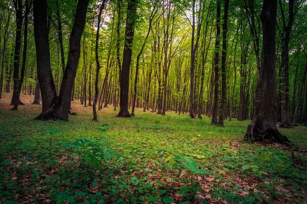 Magisch frische Frühlingswaldlandschaft — Stockfoto
