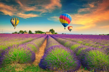 Renkli sıcak hava balonları olan mor lavanta tarlaları, Provence, Fransa