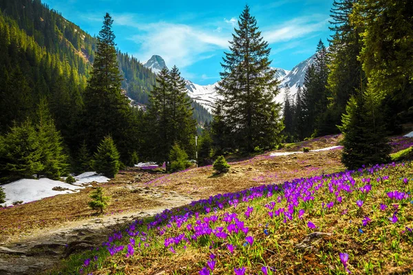 Flores roxas de croco na clareira da floresta, montanhas Fagaras, Roménia — Fotografia de Stock