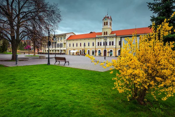 Centro città con laburnums gialli in fiore Sfantu Gheorghe, Transilvania, Romania — Foto Stock