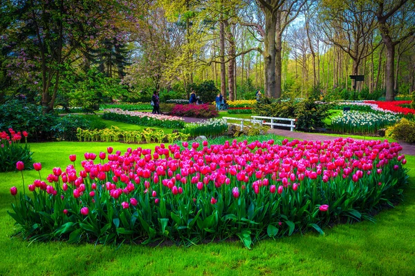 Plantação de flores coloridas de primavera com tulipas frescas no parque — Fotografia de Stock