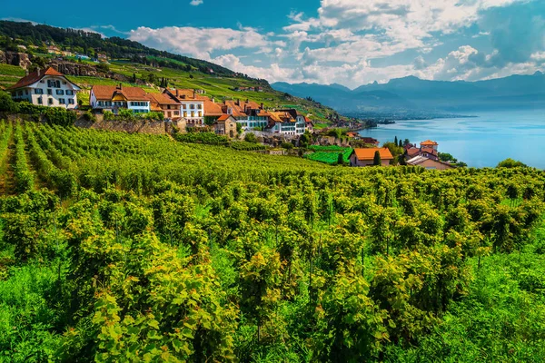 Vinhas espetaculares na região de Lavaux, perto da vila de Chexbres, Vaud, Suíça — Fotografia de Stock