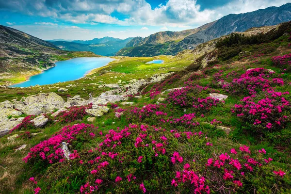 Flowery fields with pink rhododendrons and mountain lake, Carpathians, Romania — Stock Photo, Image