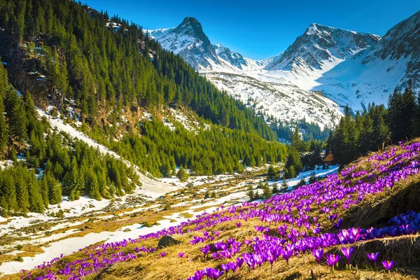 Magická Mýtina Jarními Květinami Zasněženými Horami Fialové Květy Šafránu Horách — Stock fotografie