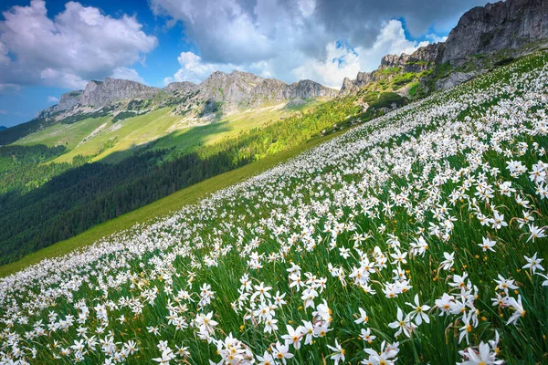 Bucegi Dağları Karpatlar Transilvanya Romanya Avrupa Daki Tepelerde Sersemletici Beyaz — Stok fotoğraf