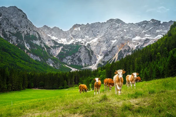 Koeien Grazen Groene Weiden Kamnik Savinja Alpen Slovenië Europa Rechtenvrije Stockafbeeldingen
