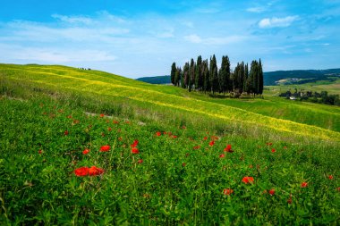 Sarı kanola çiçekli görkemli yeşil tarlalar. Tuscany, İtalya ve Avrupa 'da kırmızı gelincik çiçekli selvi ağaçları ve tarım tarlaları