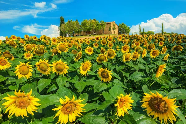 Erstaunliche Sonnenblumenfelder Landschaft Mit Blühenden Sonnenblumen Und Niedlichem Steinhaus Auf — Stockfoto