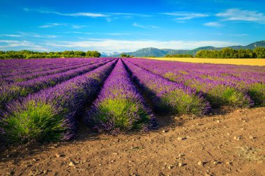 Menekşe lavanta çiçekleriyle bezenmiş resmedilmiş yaz manzarası. Valensole, Provence bölgesi, Fransa ve Avrupa yakınlarındaki simetrik sıralı lavanta çalıları