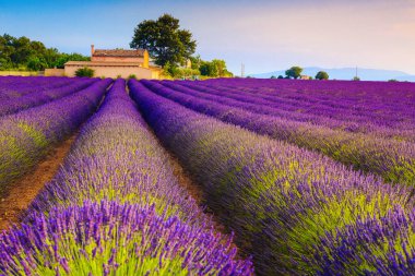 Valensole Köyü, Provence Bölgesi, Fransa ve Avrupa yakınlarındaki lavanta tarlasında bulunan eflatun desenli evler