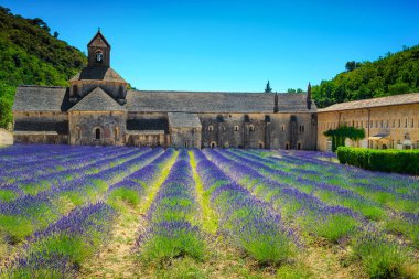 Gordes köyü yakınlarındaki Senanque manastırı ile muhteşem bir menekşe lavanta tarlası. Luberon, Provence bölgesi, Fransa ve Avrupa 'daki ünlü turistik yer