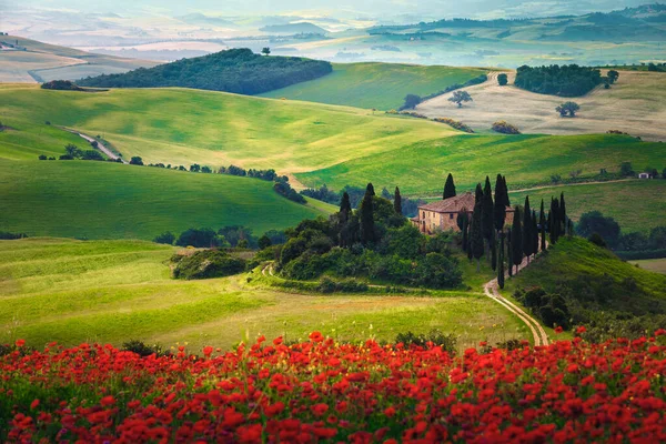 Beau Paysage Campagne Toscane Avec Prairies Fleuries Fleurs Spectaculaires Pavot — Photo