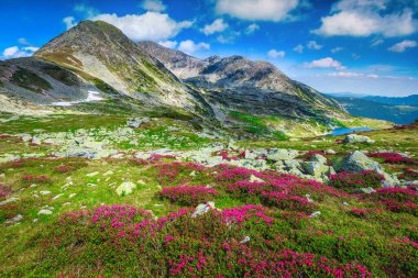 Stunning slopes with season specific pink rhododendron flowers and famous lake Bucura in the Retezat mountains. Amazing hiking and touristic place, Carpathians, Romania, Europe clipart