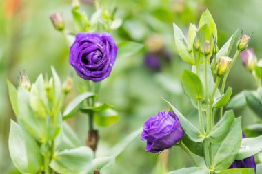 Güzel gül mor Bahçe