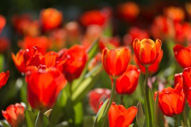 Bahçedeki kırmızı laleler