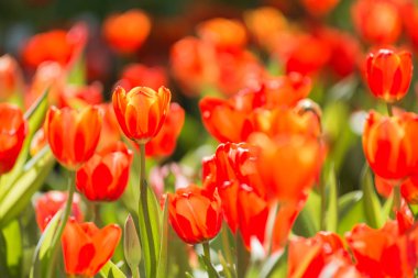 Bahçedeki kırmızı laleler