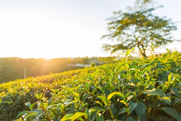 Vista al atardecer del paisaje de plantaciones de té en Chiang rai, Tailandia . — Foto de Stock