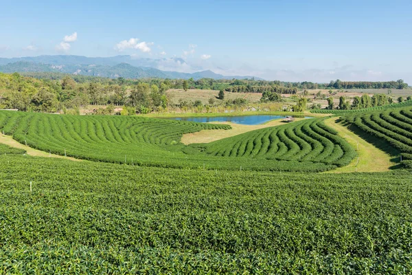 Tayland 'da çay tarlaları. — Stok fotoğraf