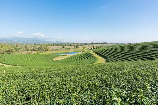 Te Plantations i thailand. — Stockfoto