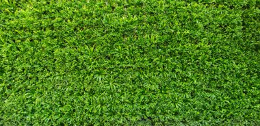 Yaprak yeşil duvar backgrouund