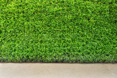 Yaprak yeşil duvar backgrouund