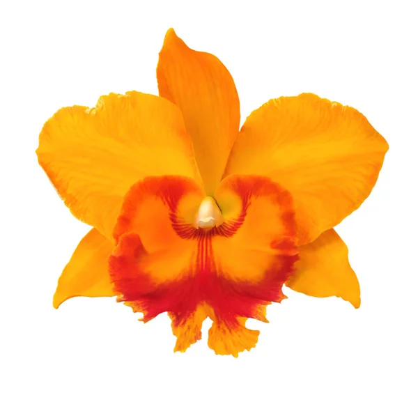 Close up única orquídea laranja brilhante — Fotografia de Stock