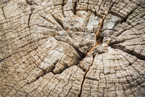 Primer plano Textura del tocón del árbol - Sección del tronco con annua — Foto de Stock