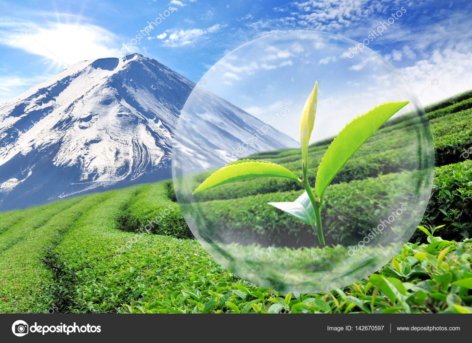 Green tea leaf organic in the bubble on Beautiful landscape and Stock Photo by ©Kittichai 142670597