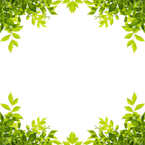 Green leaf border isolated on white background.