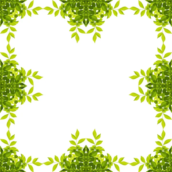 Green leaf border isolated on white background — Stock Photo, Image