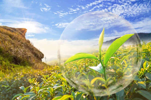 Groene thee blad biologisch in de zeepbel op mooi landschap en — Stockfoto