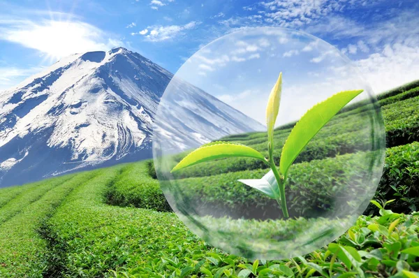 Grönt te blad ekologiskt i bubblan på vackra landskap och — Stockfoto