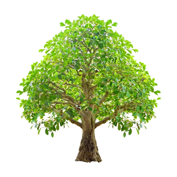 Tree isolated on a white background. Clipping paths included — Stock Photo, Image