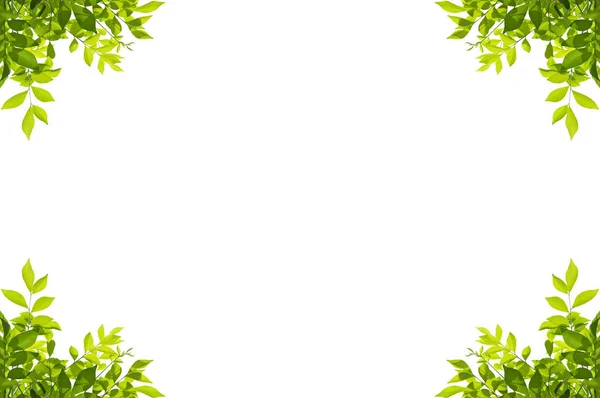 Green leaves frame isolated on white background — Stock Photo, Image