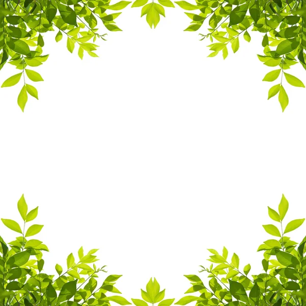 Green leaf border isolated on white background. — Stock Photo, Image