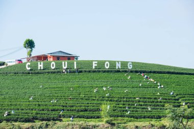 Chiangrai, Tayland - 14 Ocak 2017: Çiftçilerin Choui Fong Te