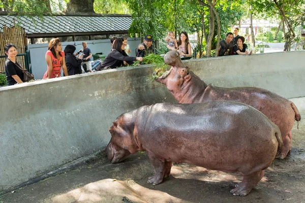 Hippopotamuses at the Dusit Zoo. — Stock Photo, Image