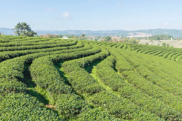 Tayland 'da çay tarlaları. — Stok fotoğraf