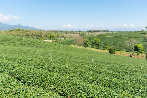 Chiangrai, Tayland - 14 Ocak 2017: Choui Fong bakış — Stok fotoğraf