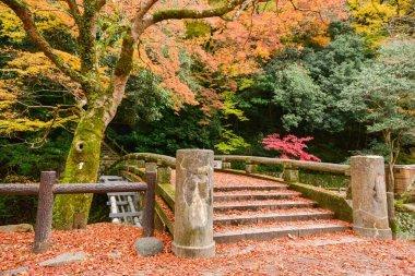 Minoo Park Sonbahar sezonu, Minoh, Osaka Prefecture, Kansai, Ja