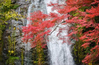 Minoo şelale Osaka, Japonya.