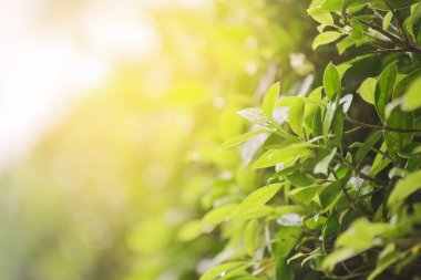 Yeşil yaprak sabah güneş ışığı ile yağmurda