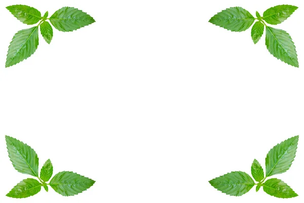 绿色的叶子上白色孤立。Clippng 包含路径 — 图库照片