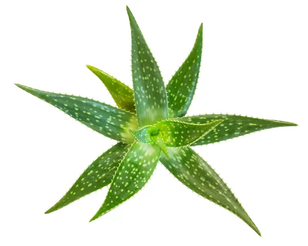 Fresh aloe vera isolated on white background, Clipping paths included. — Stock Photo, Image
