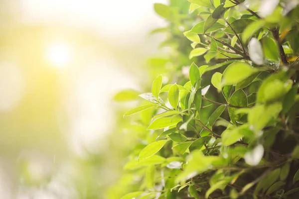 Gröna blad i regn med morgon solljus — Stockfoto