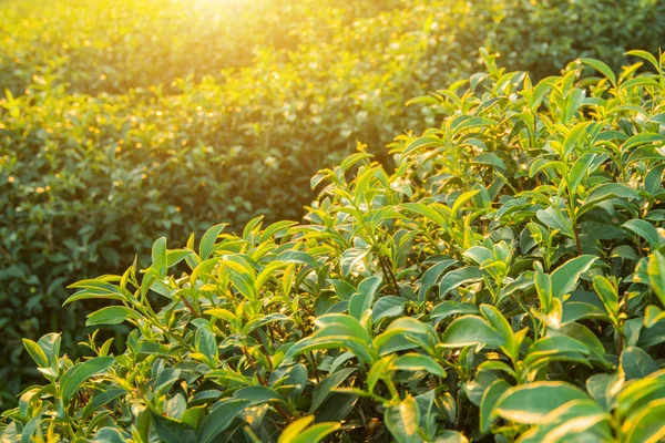 Vista al atardecer del paisaje de plantación de té — Foto de Stock