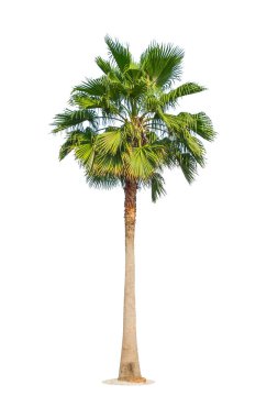 Beyaz arka plan üzerinde izole palmiye ağacı. Kırpma yolu dahil